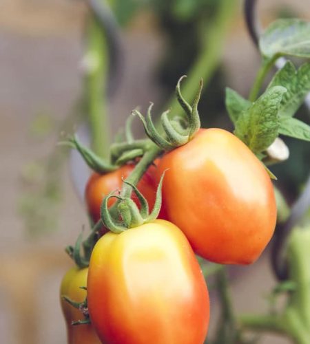 farming04 free img.jpg